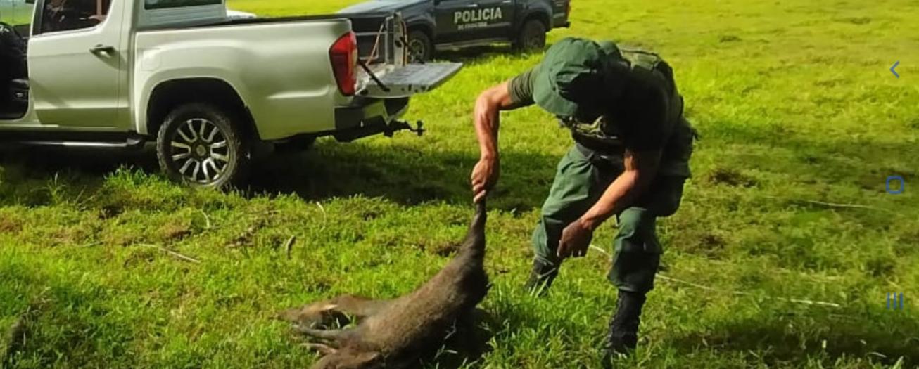 Policía de Fronteras aprehende a presunto cazador y decomisa dos zainos cazados dentro de un área protegida