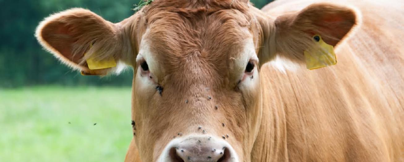 País cierra 2025 con treinta mil casos de gusano barrenador