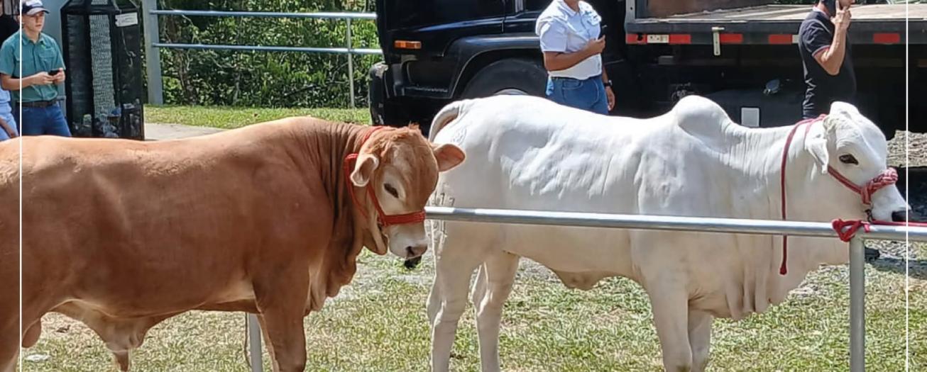 Ganaderos esperan apoyo del próximo gobierno para exportar carne a la Unión Europea