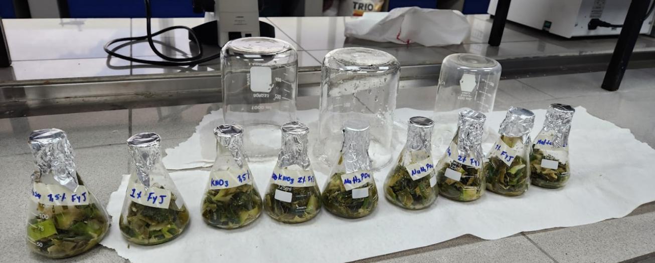 Prototipo de biorreactor transforma desechos  de piña en soluciones agrícolas