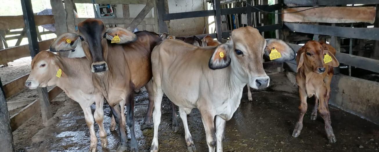 Ganaderos dicen no a más impuestos