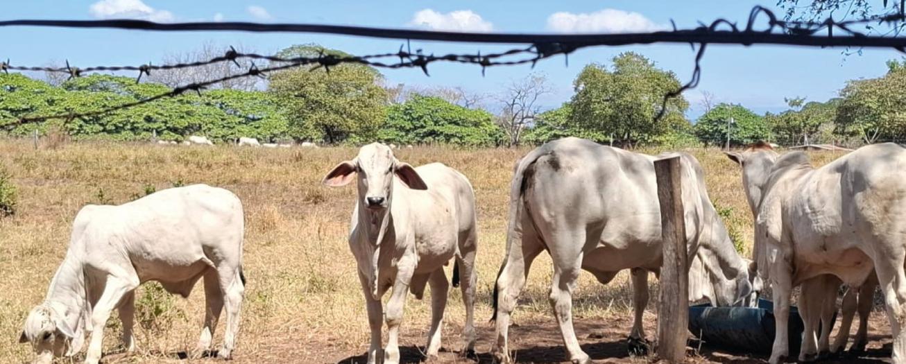 Ganadería bovina costarricense consolida su crecimiento al cierre de 2025