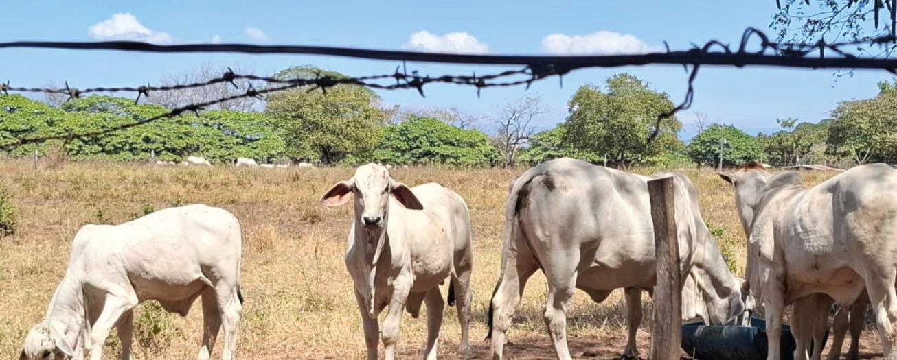 Consumidores costarricenses priorizan la confianza y la frescura al comprar carne de res