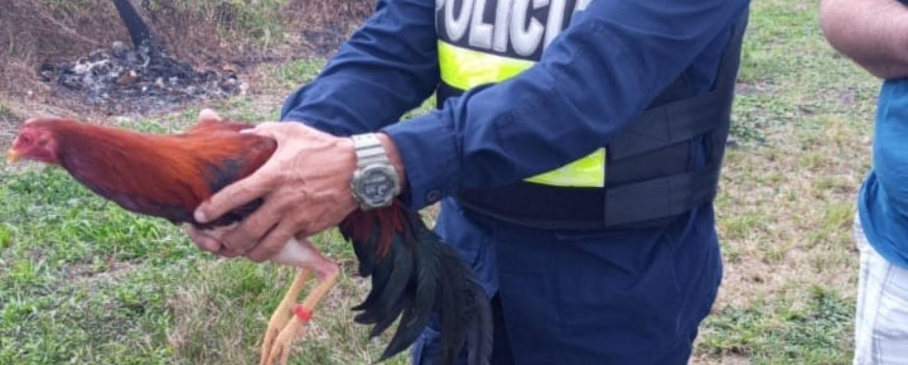Fuerza Pública decomisa ocho gallos de pelea 