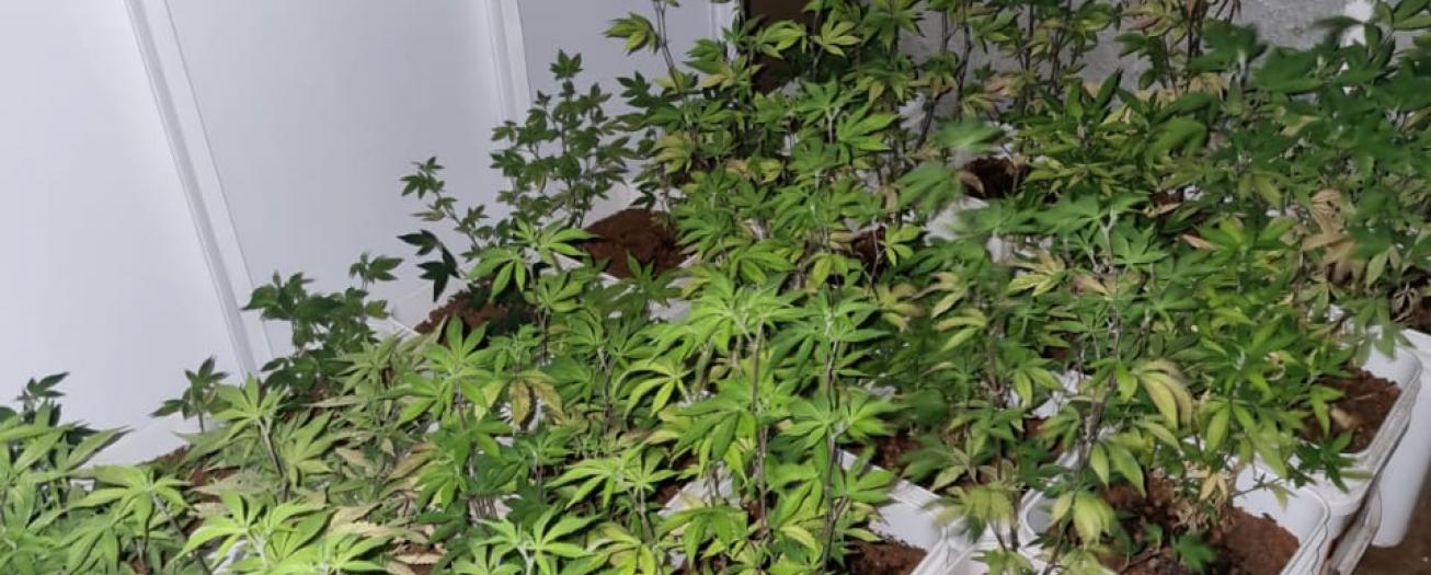 PCD allana vivienda con siembra de marihuana hidropónica en San Juan de Grecia 