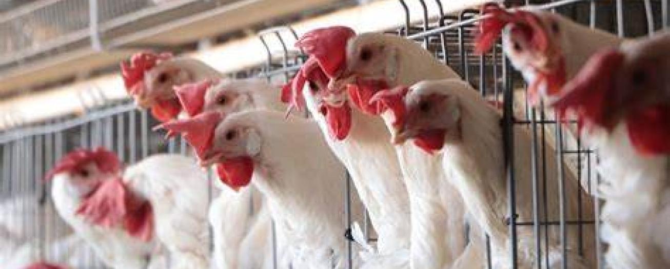 SENASA intensifica vigilancia tras reporte de caso de influenza aviar en aves domésticas en Panamá