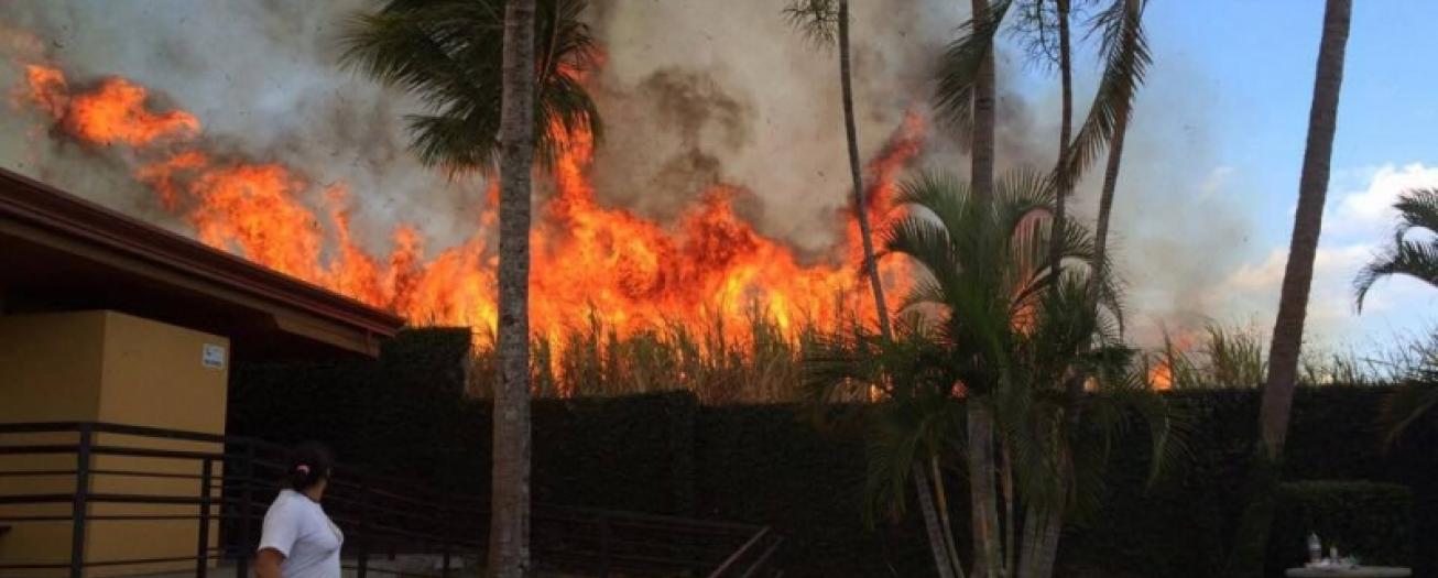 Desde Grecia se impulsa ley para regular la quema de cañales 