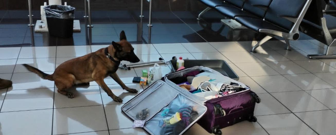 Policía Aeroportuaria detiene pasajera con medio kilo de cocaína en su equipaje